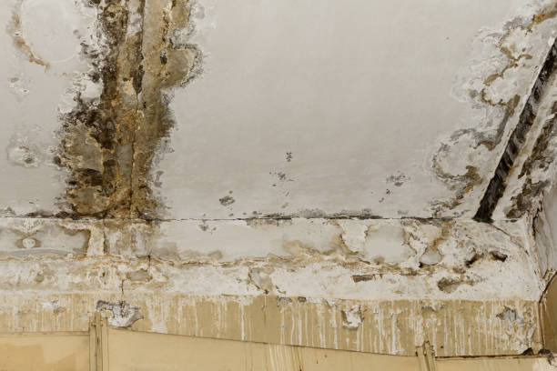 Best Mold-Related Health Consultation  in Logan, NM