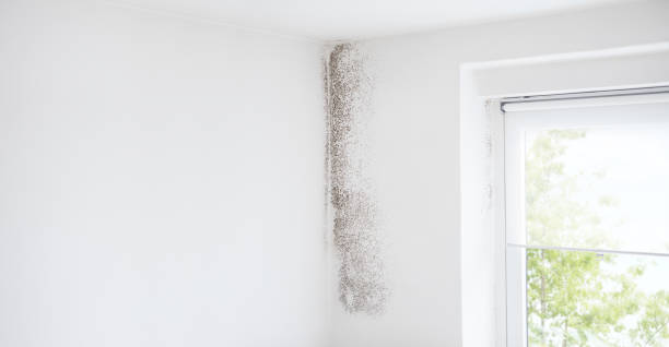 Biohazard Mold Removal in Logan, NM