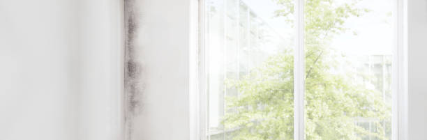 Best Dehumidification Services  in Logan, NM