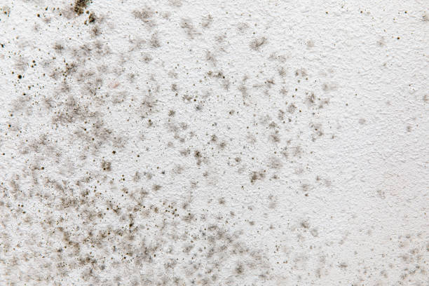 Mold Removal for HVAC Installations in Logan, NM
